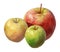 Fresh organic apples, ripe and juicy snack