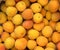 Fresh organic apricots