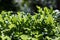 Fresh organic arugula growing in pots in an outdoor home garden. Organic farming, salad ingredients