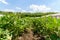 Fresh Organic Aubergine Plants On Field