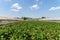 Fresh Organic Aubergine Plants On Field