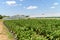 Fresh Organic Aubergine Plants On Field