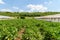 Fresh Organic Aubergine Plants On Field