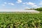 Fresh Organic Aubergine Plants On Field