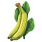 Fresh organic banana, ripe and sweet