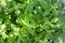 Fresh organic basilic leaves. close up