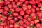 Fresh organic berries macro.Strawberry.Seasonal organic strawberries grouped freshly harvested with green leaves and natural