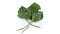 Fresh Organic Bettle Leaf Vegetable