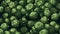 Fresh Organic Brussels Sprouts Vegetable Horizontal Background Illustration.