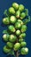 Fresh Organic Brussels Sprouts Vegetable Vertical Trendy Illustration.