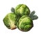 Fresh organic Brussels sprouts, a vegetarian meal