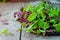Fresh organic Bunch of green and purple basil on the vintage wooden background. Selective focus. Space for text