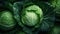 Fresh Organic Cabbage Vegetable Horizontal Background.