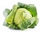 Fresh organic cabbage on white