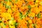 Fresh organic calendula flowers background.
