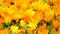 Fresh organic calendula flowers background.