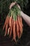 Fresh Organic Carrots