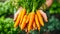 Fresh Organic Carrots Held in Hands, Soil Background