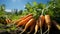 Fresh, organic carrots nature healthy, vibrant, vegetarian delight generated by AI