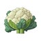 Fresh organic cauliflower vegetable