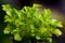 Fresh organic celery Apium graveolens plants.