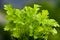 Fresh organic celery Apium graveolens plants.