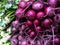 Fresh organic celery and beetroot at farmers Market