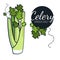 Fresh organic celery isolated