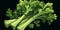 Fresh Organic Celery Vegetable Horizontal Trendy Illustration.