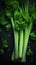 Fresh Organic Celery Vegetable Vertical Background.