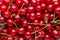 Fresh organic cherries with leaves macro. Fruit background