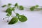 Fresh organic chickweed on white background. Young taste very gently with flavor of nuts. You can use them in fresh