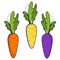 Fresh organic colorfull carrot isolated