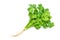 Fresh organic coriander tree