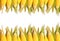 Fresh organic corn ,food background