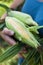 Fresh organic corn, ripe agriculture food