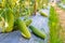 Fresh and organic cucumbers at cucumber farm plantation