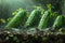 Fresh Organic Cucumbers Growing on a Vine in a Sunlit Garden with Rich Soil, Sustainable Farming Concept, Healthy Vegetable Growth