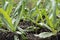 Fresh organic culantro, Sawtooth coriander, parsley growing on g