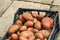 Fresh organic and dirty potatoes. Close up of harvested  potatoes isolated in a black plastic crate