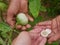 Fresh organic eggplant in a hardworking farmer`s hand being harvested and sold