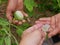 Fresh organic eggplant in a hardworking farmer`s hand being harvested and sold