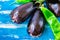 Fresh organic eggplants and green italian pepper with water drops on blue wood background, bright colors, vegetarian clean eating