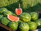 Fresh Organic Farm Produce, Watermelons