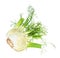 fresh organic Florence fennel stalk with foliage