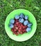 Fresh organic  fruits - raspberry and stanley plum in a green dish