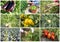Fresh, organic fruits and vegetables agriculture collage. Harvest