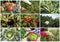 Fresh, organic fruits and vegetables agriculture collage. Harvest