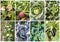 Fresh, organic fruits and vegetables agriculture collage. Harvest