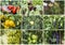 Fresh, organic fruits and vegetables agriculture collage. Harvest